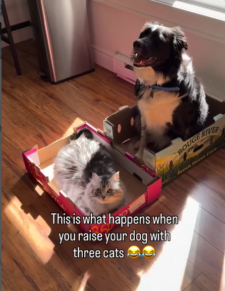 This is what happens when you raise your dog with three cats e ROUGE RIVER Fresh Sweet Com