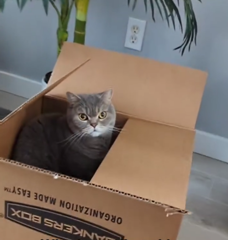 ANKERS BOX ORGANIZATION MADE EASYT