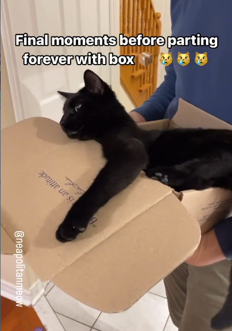 Final moments before parting forever with box "B neapolitanmeow