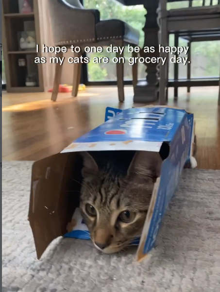 I hope to one day be as happy as my cats are on grocery day.