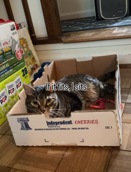 140 ANNO CADO DIL STYLE POTATO CHIPS SKINNY POP POP POP 28 BAGS 36 REST If it fits, I sits Independent CHERRIES PRINCESA DISTRIBUTED BY WISHWETOM FRUIT GROWERS, LLC-YAKIMA, WA 98387 USA CAT. 1
