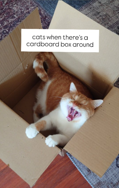 cats when there's a cardboard box around