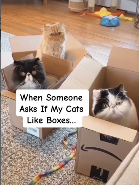 When Someone Asks If My Cats Like Boxes... reaso prime