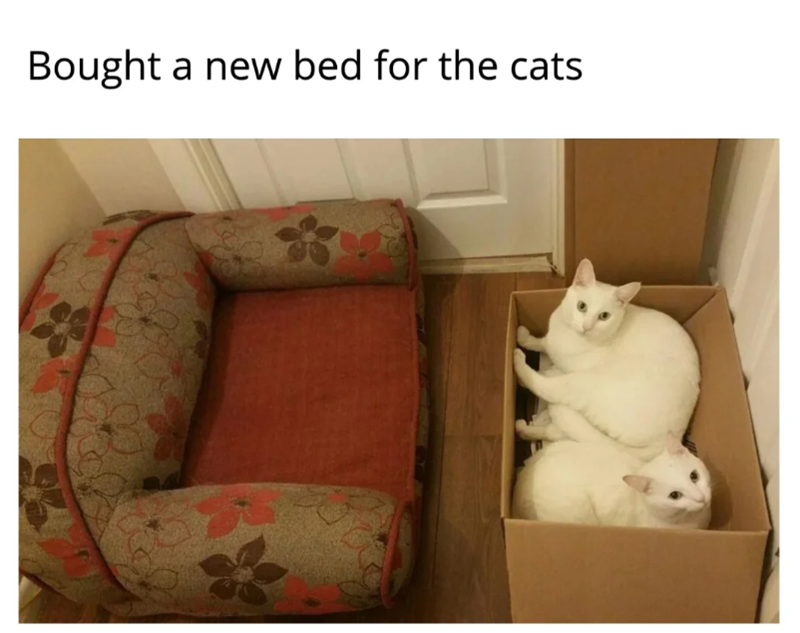 Bought a new bed for the cats