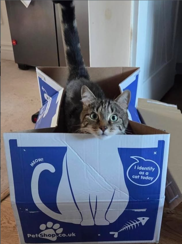 MEOW! Pet Shop.co.uk I identify as a cat today
