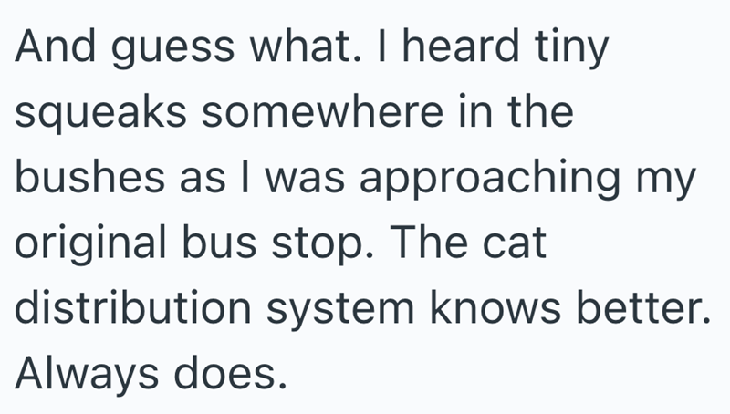 And guess what. I heard tiny squeaks somewhere in the bushes as I was approaching my original bus stop. The cat distribution system knows better. Always does.