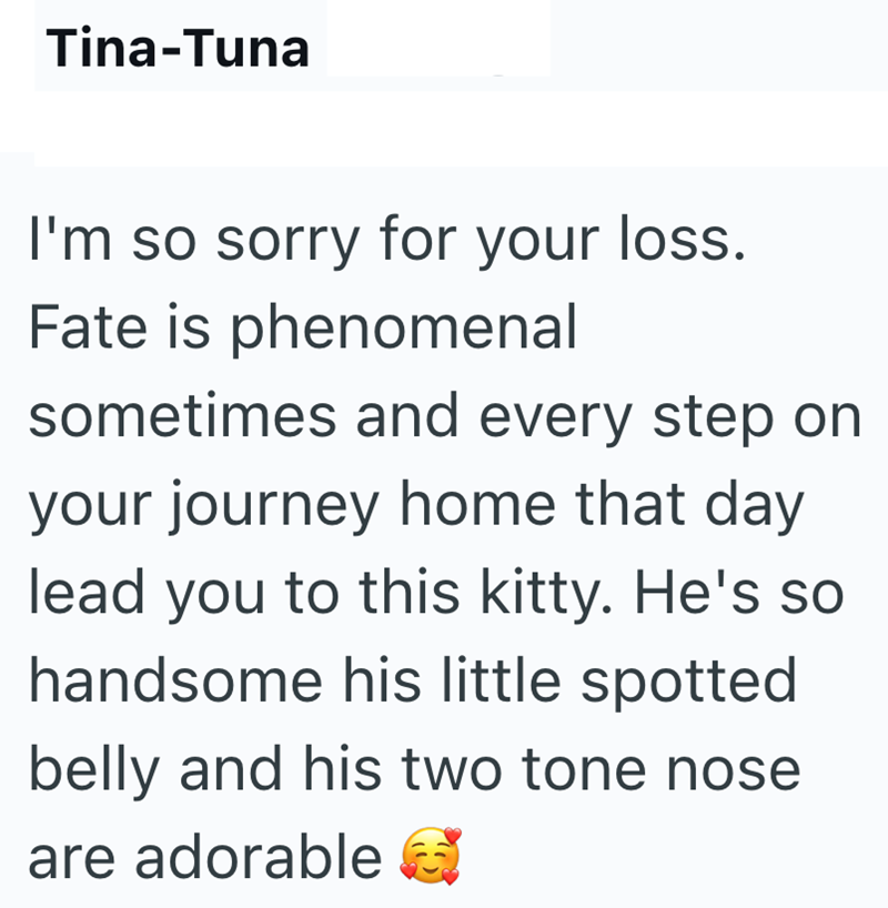 Tina-Tuna I'm so sorry for your loss. Fate is phenomenal sometimes and every step on your journey home that day lead you to this kitty. He's so handsome his little spotted belly and his two tone nose are adorable