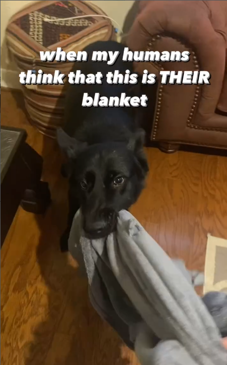 when my humans think that this is THEIR blanket