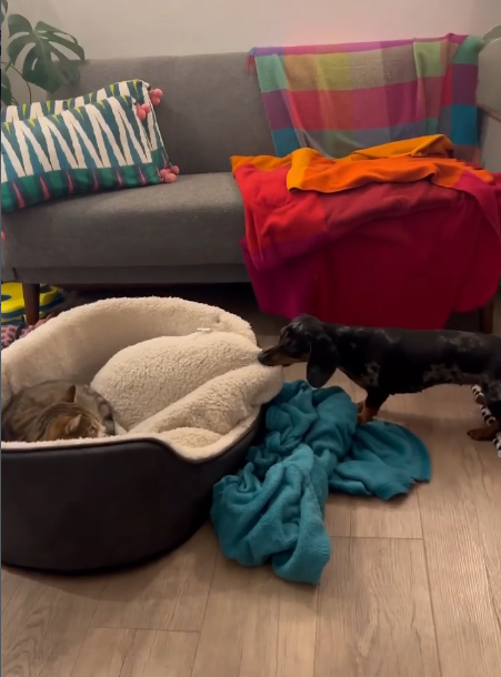 Awwwww