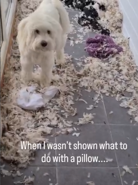 When I wasn't shown what to dó with a pillow....