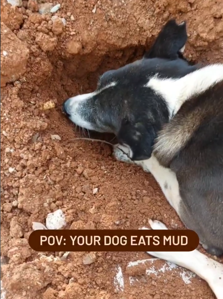 POV: YOUR DOG EATS MUD