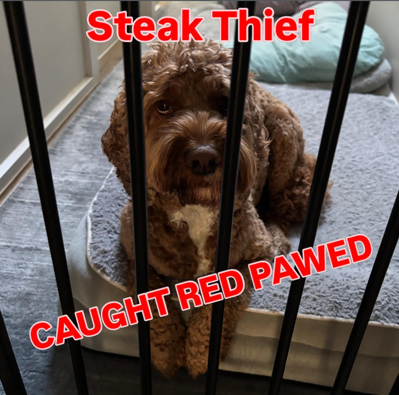 Steak Thief CAUGHT RED PAWED
