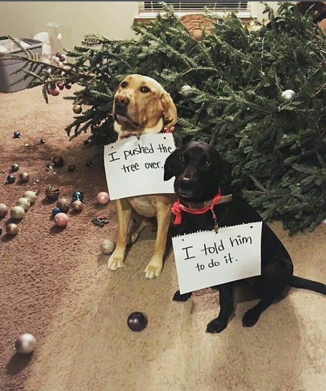 SCELT I pushed the tree over. I told him to do it.