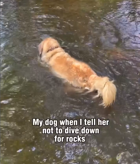 My dog when I tell her - not to dive down for rocks