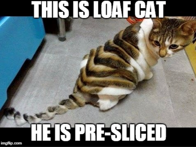 THIS IS LOAF CAT HE IS PRE-SLICED imgflip.com