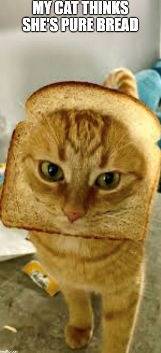 imgflip.com MY CAT THINKS SHE'S PURE BREAD