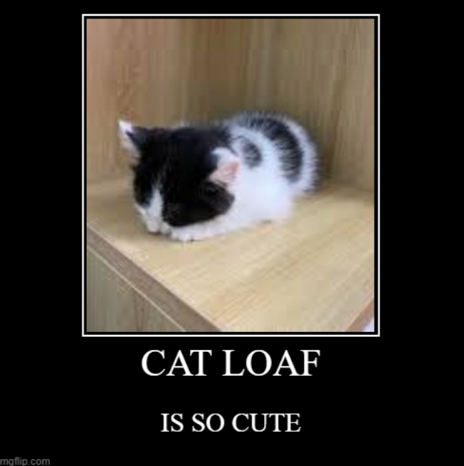 mgflip.com CAT LOAF IS SO CUTE