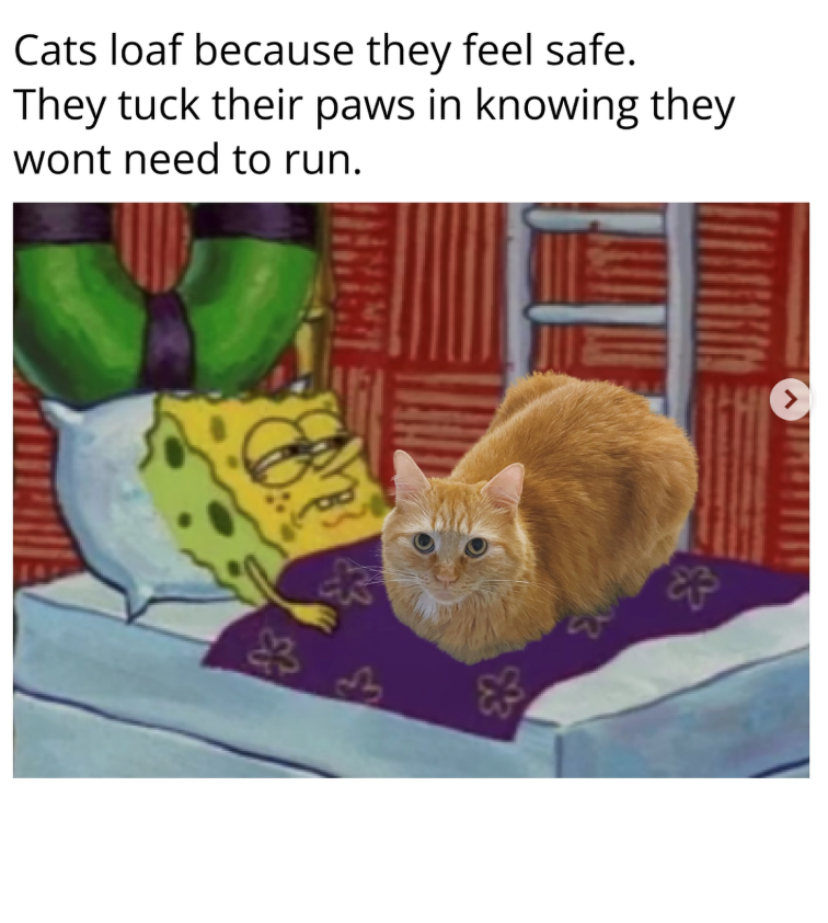 Cats loaf because they feel safe. They tuck their paws in knowing they wont need to run. $ &