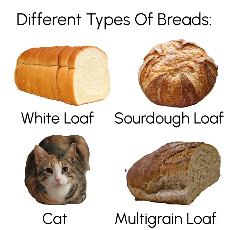 Different Types Of Breads: White Loaf Sourdough Loaf Cat Multigrain Loaf