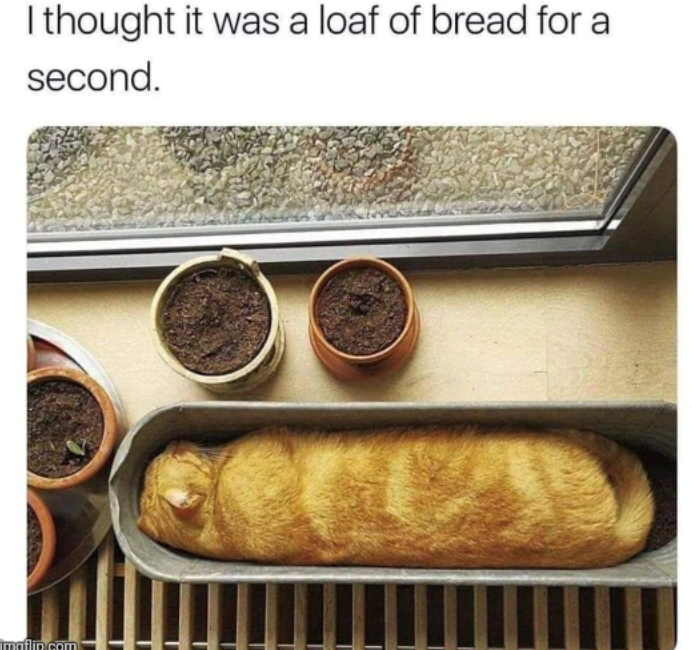 I thought it was a loaf of bread for a second.