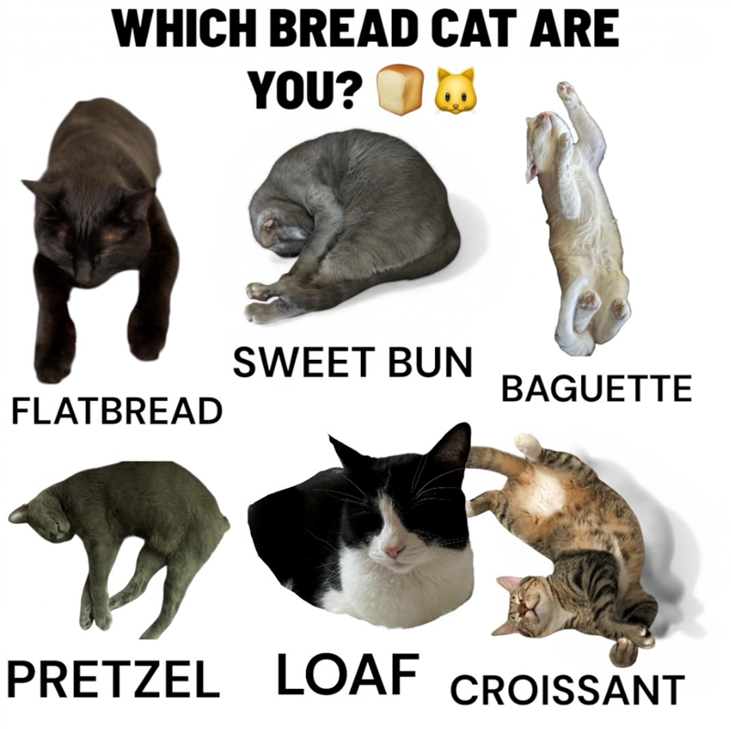 WHICH BREAD CAT ARE YOU? SWEET BUN BAGUETTE FLATBREAD PRETZEL LOAF CROISSANT