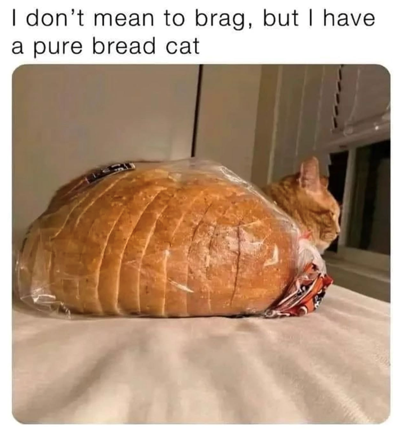 I don't mean to brag, but I have a pure bread cat