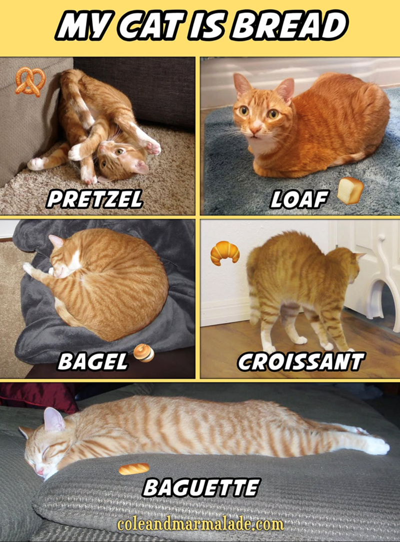 MY CAT IS BREAD PRETZEL LOAF BAGEL CROISSANT BAGUETTE coleandmarmalade.com