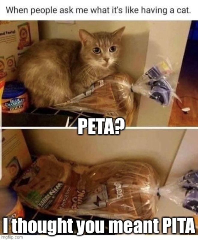 When people ask me what it's like having a cat. BOLD Whole WINZE PING PETA? מון I thought you meant PITA imgflip.com
