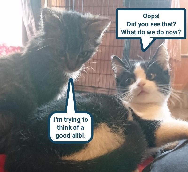 I'm trying to think of a good alibi. Oops! Did you see that? What do we do now?