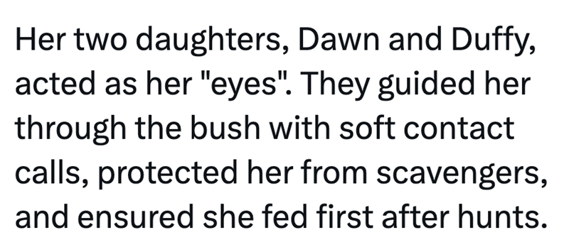 Her two daughters, Dawn and Duffy, acted as her "eyes". They guided her through the bush with soft contact calls, protected her from scavengers, and ensured she fed first after hunts.