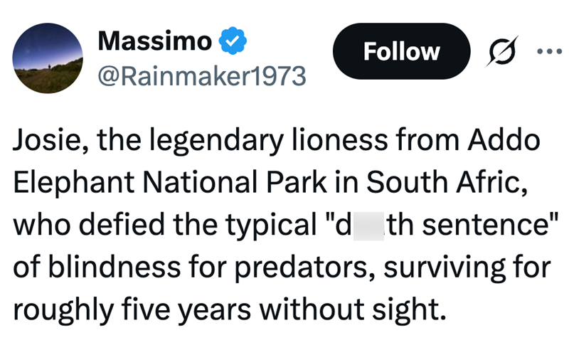 Massimo ✔ Follow • • • @Rainmaker1973 Josie, the legendary lioness from Addo Elephant National Park in South Afric, who defied the typical "d_th sentence" of blindness for predators, surviving for roughly five years without sight.