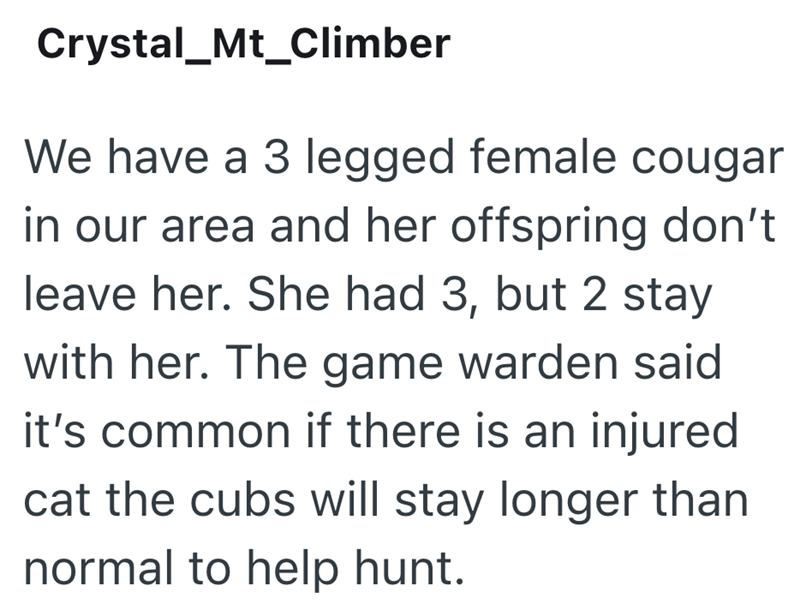 Crystal_Mt_Climber We have a 3 legged female cougar in our area and her offspring don't leave her. She had 3, but 2 stay with her. The game warden said it's common if there is an injured cat the cubs will stay longer than normal to help hunt.