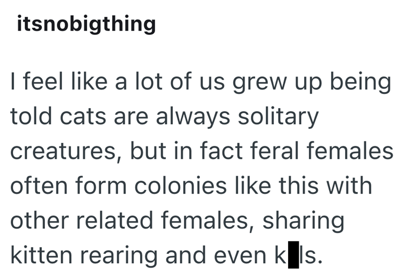 itsnobigthing I feel like a lot of us grew up being told cats are always solitary creatures, but in fact feral females often form colonies like this with other related females, sharing kitten rearing and even k ls.