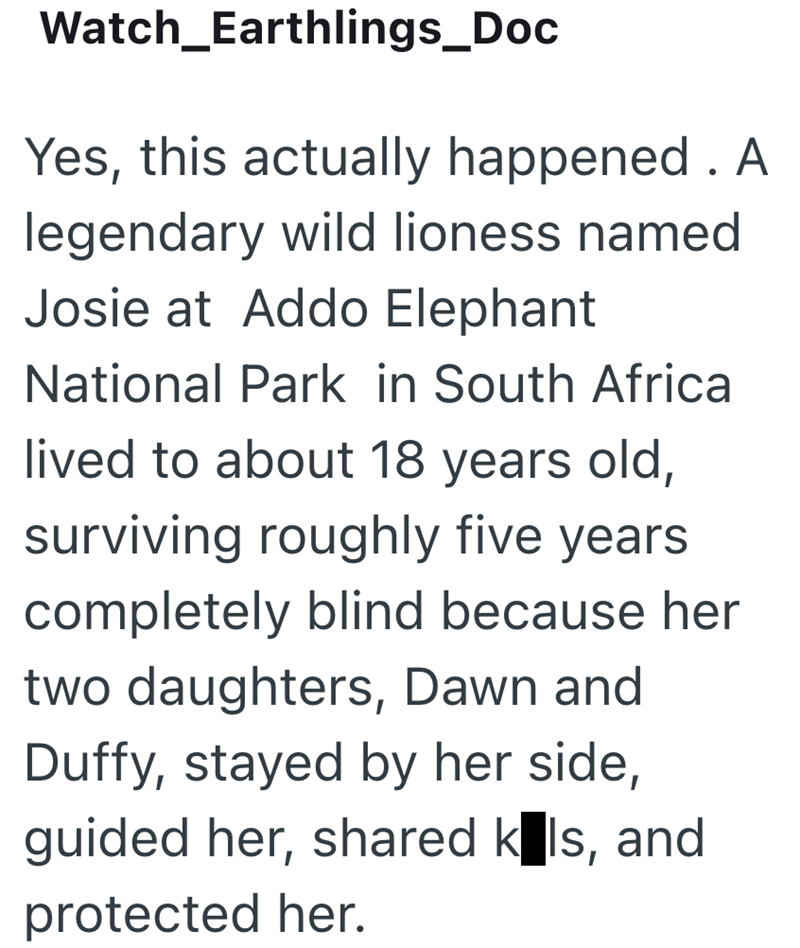 Watch_Earthlings_Doc Yes, this actually happened. A legendary wild lioness named Josie at Addo Elephant National Park in South Africa lived to about 18 years old, surviving roughly five years. completely blind because her two daughters, Dawn and Duffy, stayed by her side, guided her, shared kils, and protected her.