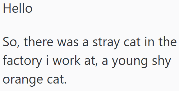 Hello So, there was a stray cat in the factory i work at, a young shy orange cat.