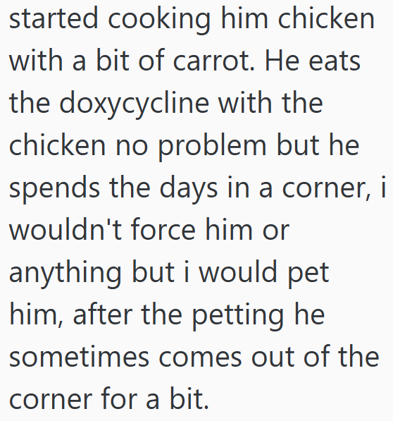 started cooking him chicken with a bit of carrot. He eats the doxycycline with the chicken no problem but he spends the days in a corner, i wouldn't force him or anything but i would pet him, after the petting he sometimes comes out of the corner for a bit.