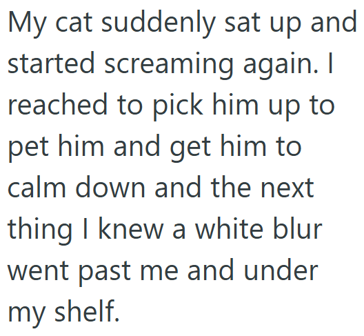 My cat suddenly sat up and started screaming again. I reached to pick him up to pet him and get him to calm down and the next thing I knew a white blur went past me and under my shelf.