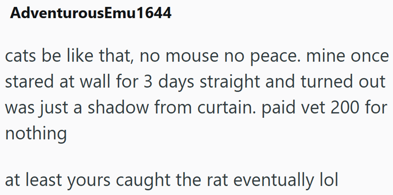 AdventurousEmu1644 cats be like that, no mouse no peace. mine once stared at wall for 3 days straight and turned out was just a shadow from curtain. paid vet 200 for nothing at least yours caught the rat eventually lol