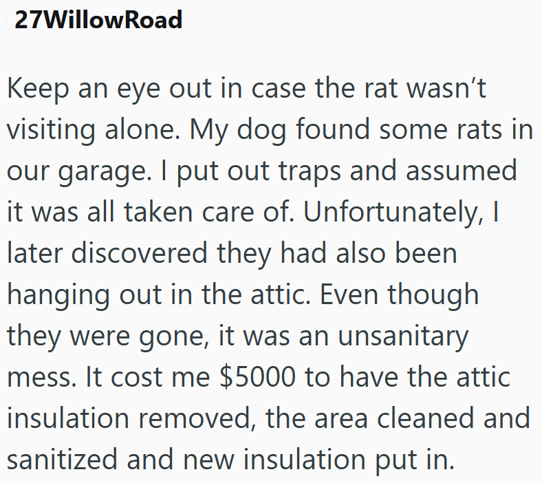 27WillowRoad Keep an eye out in case the rat wasn't visiting alone. My dog found some rats in our garage. I put out traps and assumed it was all taken care of. Unfortunately, I later discovered they had also been hanging out in the attic. Even though they were gone, it was an unsanitary mess. It cost me $5000 to have the attic insulation removed, the area cleaned and sanitized and new insulation put in.