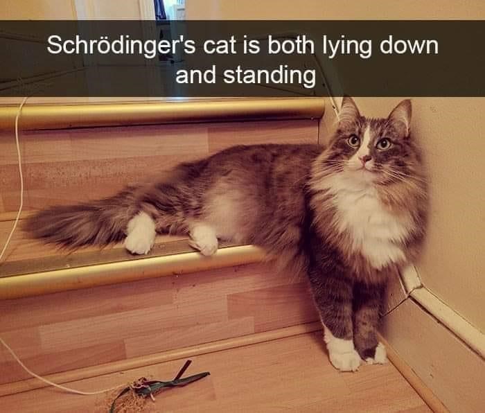 Schrödinger's cat is both lying down and standing