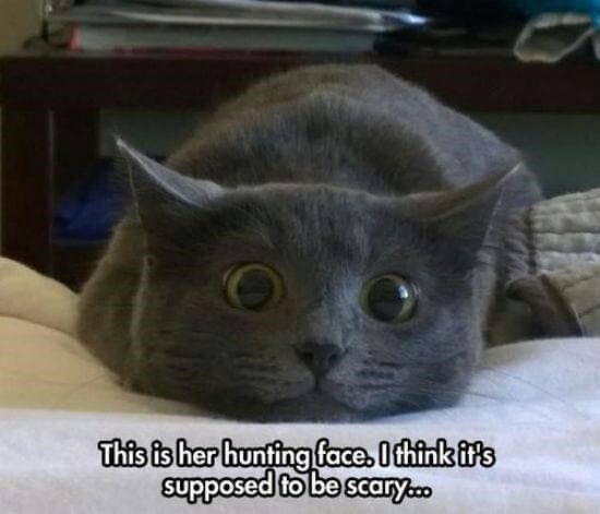 This is her hunting face. I think it's supposed to be scary...