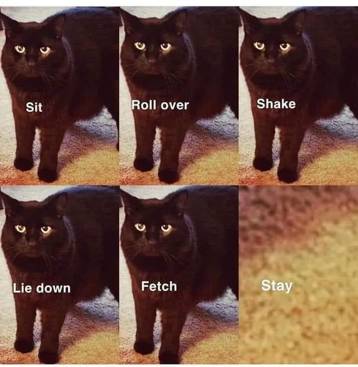 O C D C Sit Roll over Shake D O Lie down Fetch Stay C