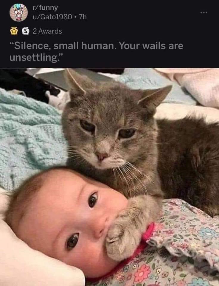 UN r/funny u/Gato1980-7h 2 Awards "Silence, small human. Your wails are unsettling." www