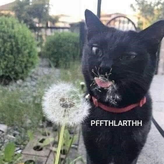 PFFTHLARTHH