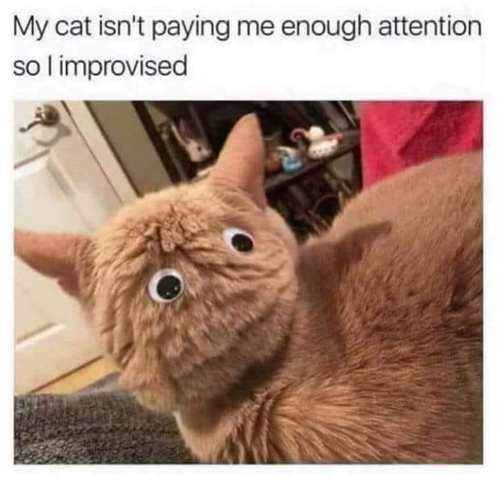 My cat isn't paying me enough attention so I improvised