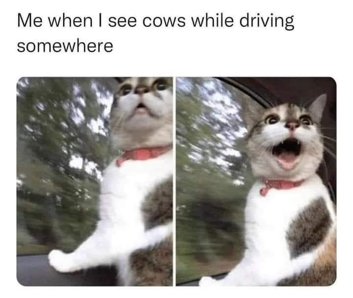 Me when I see cows while driving somewhere