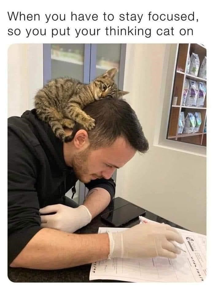 JA/EA When you have to stay focused, so you put your thinking cat on