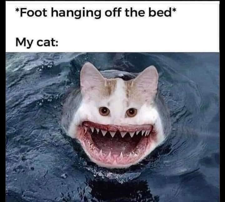 *Foot hanging off the bed* My cat: