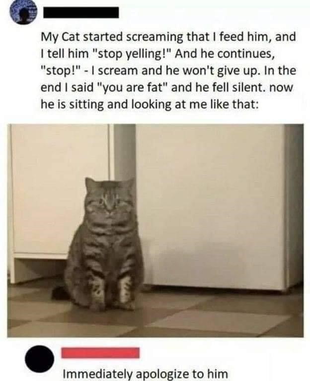My Cat started screaming that I feed him, and I tell him "stop yelling!" And he continues, "stop!" I scream and he won't give up. In the end I said "you are fat" and he fell silent. now he is sitting and looking at me like that: Immediately apologize to him