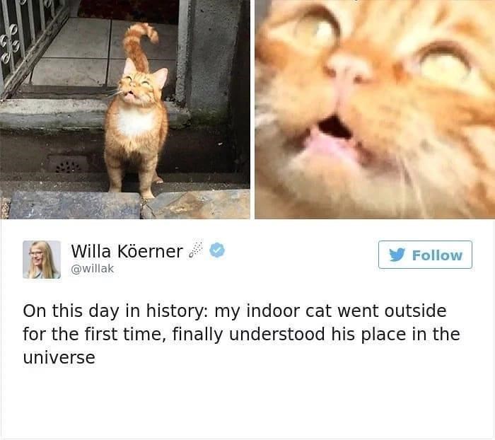 Willa Köerner @willak Follow On this day in history: my indoor cat went outside for the first time, finally understood his place in the universe
